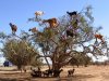 tree-dwelling-goats-min.jpg