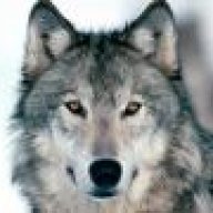 greywolf