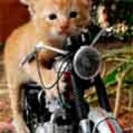 Gato